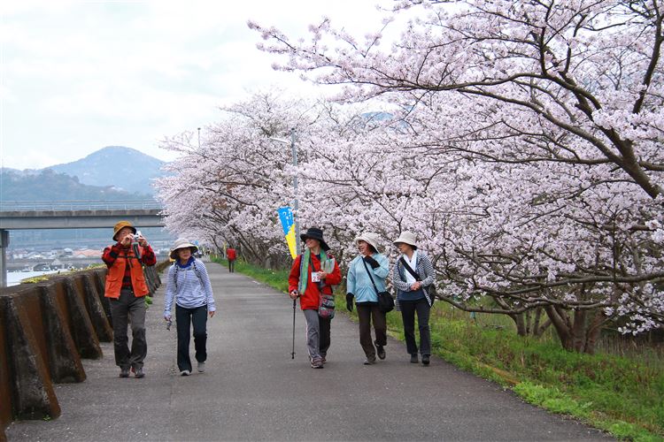 桜祭りウォークラリー 桜祭りウォークラリー