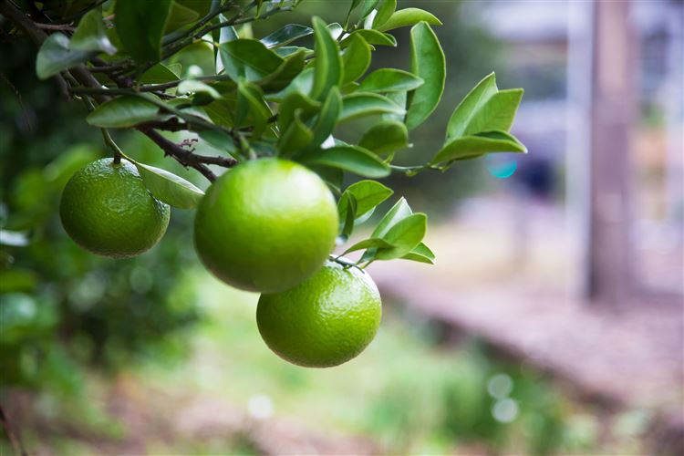 スイートスプリング スイートスプリング