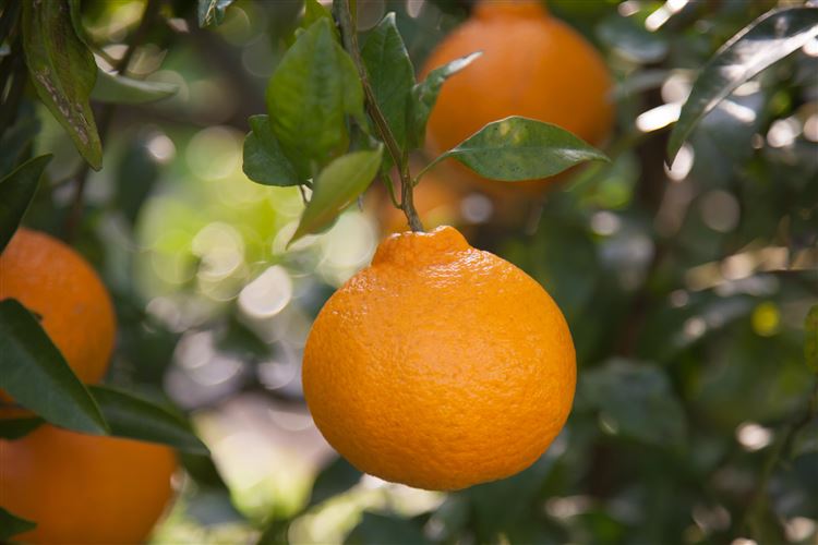 デコポン デコポン