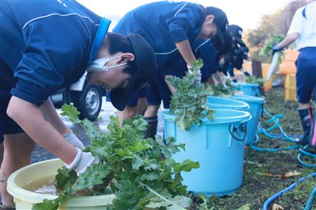 中学校大根収穫体験(2)