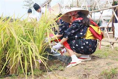 抜穂祭 抜穂祭
