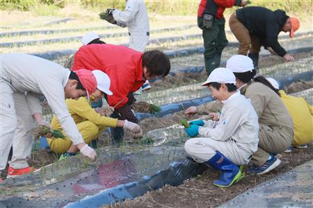 小学校サラダ玉ねぎ苗植え体験 小学校サラダ玉ねぎ苗植え体験