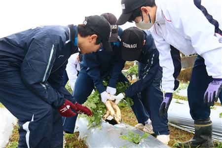 中学校大根収穫体験(2) 中学校大根収穫体験(2)