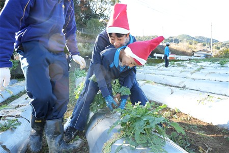中学校大根収穫・樽漬け体験 中学校大根収穫・樽漬け体験