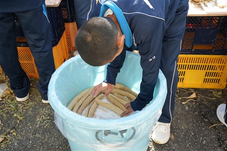 中学校大根収穫・樽漬け体験(3) 中学校大根収穫・樽漬け体験(3)