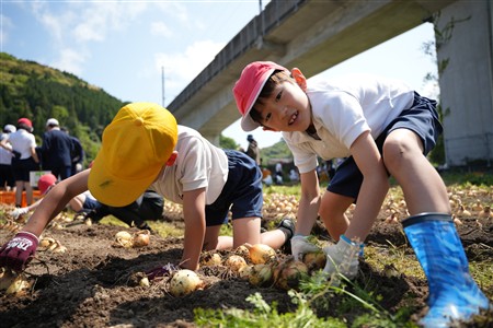 津奈木小学校サラダ玉ねぎ収穫・出荷 津奈木小学校サラダ玉ねぎ収穫・出荷